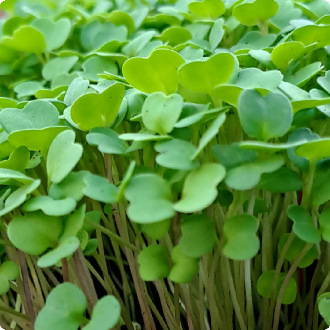 Arugula Microgreens