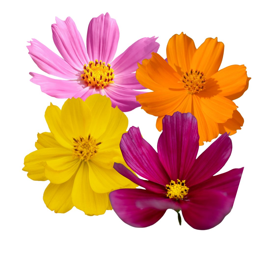 Edible flowers - Cosmos 50g