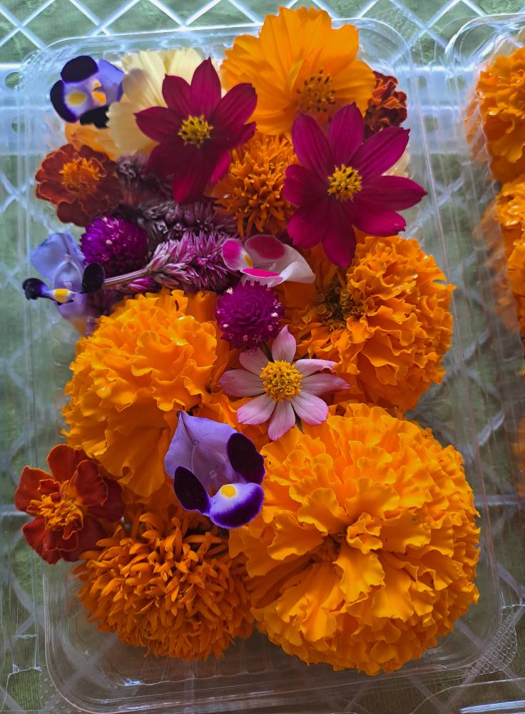 Edible flowers - Mix 50g (Copy)