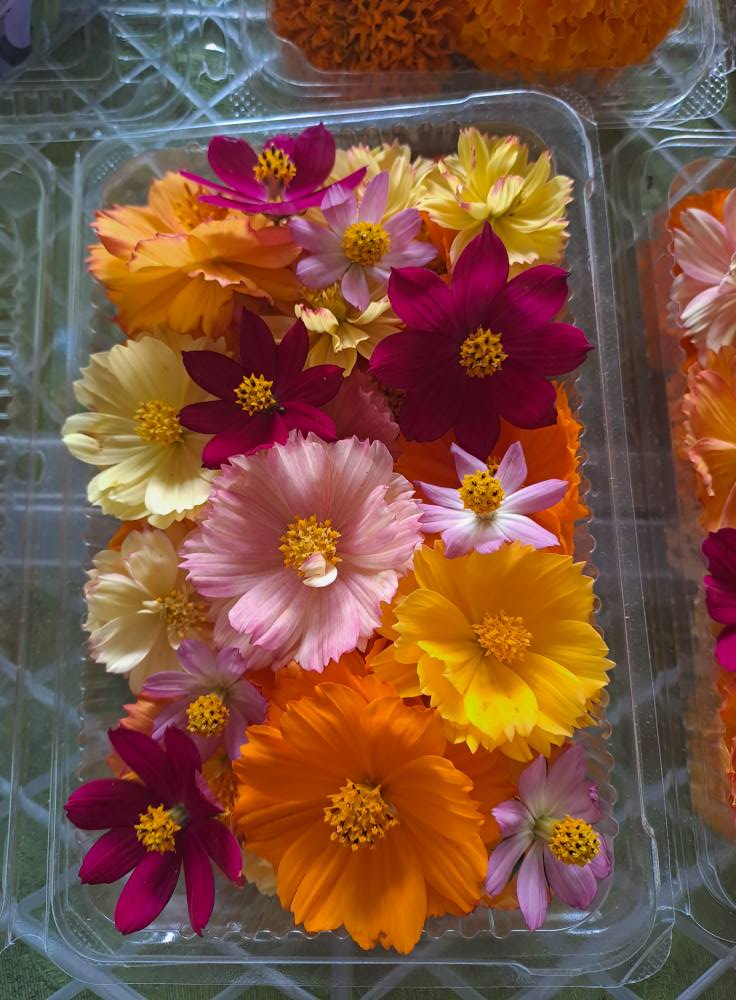 Edible flowers - Cosmos 50g