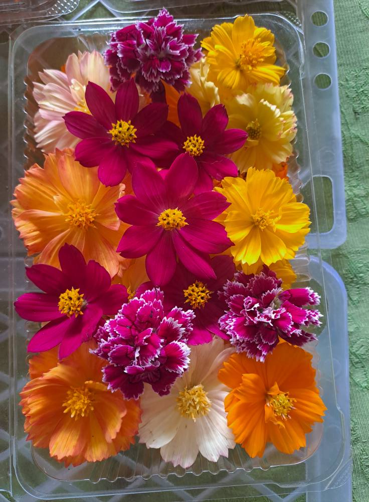 Edible flowers - Mix 50g (Copy)