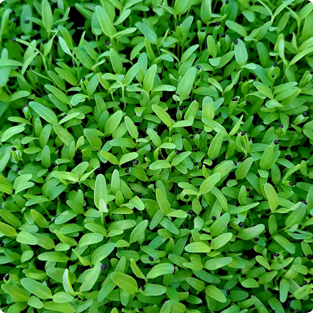 Green Amaranth Microgreens