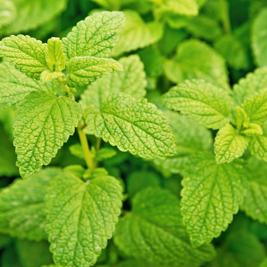 Lemon Balm 30g
