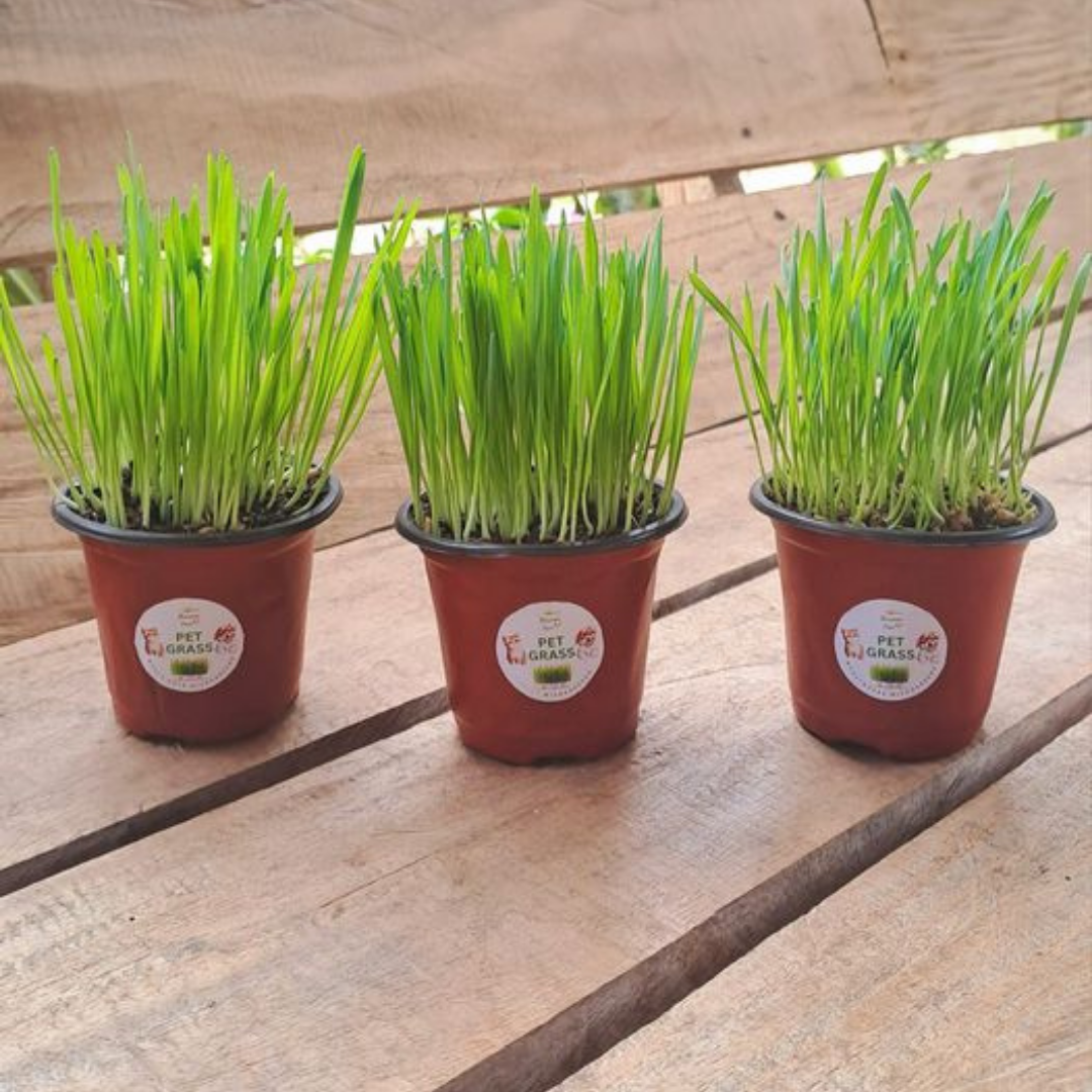 Pet Grass