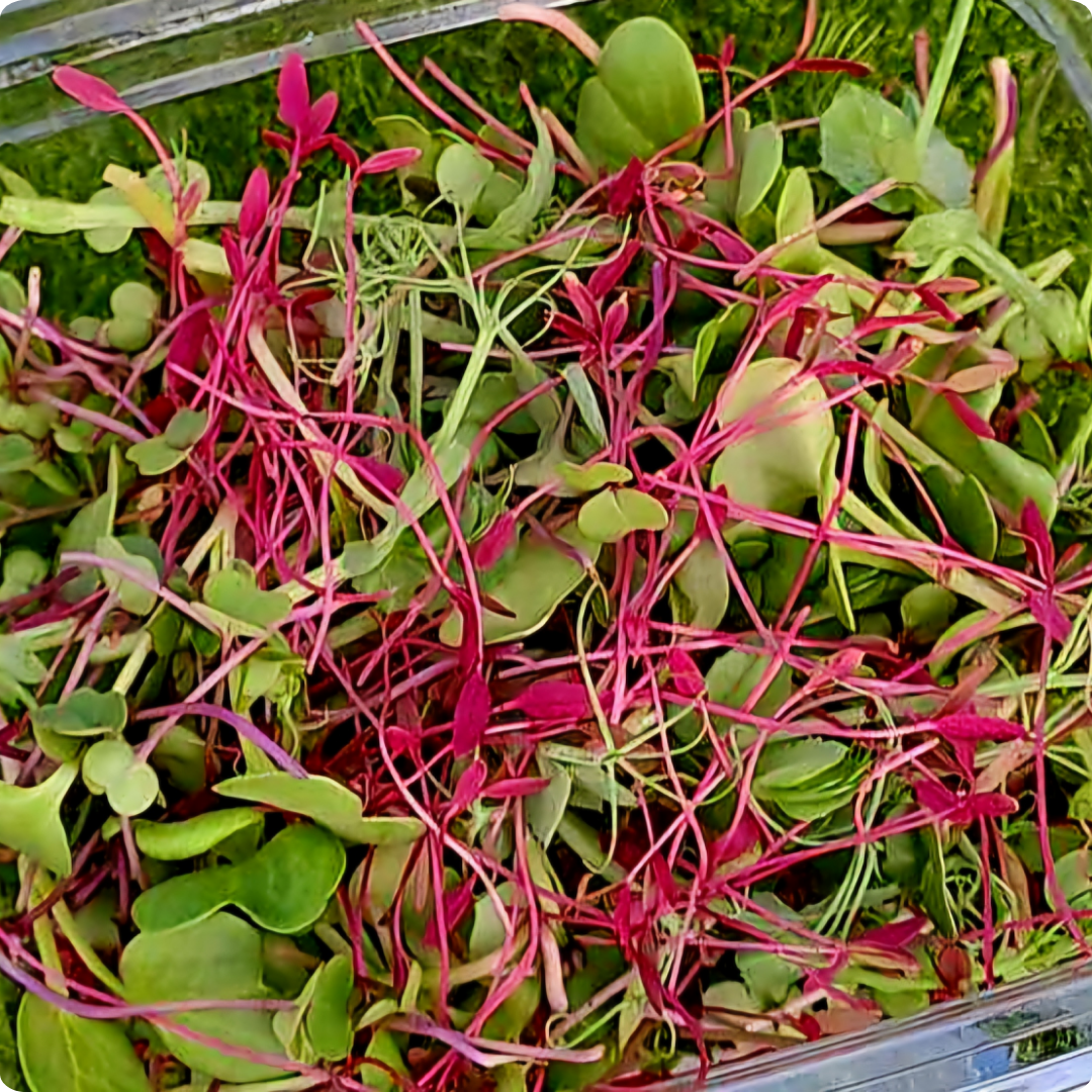 Salad Mix Microgreens