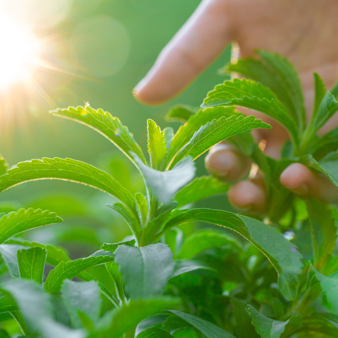 Stevia 30g