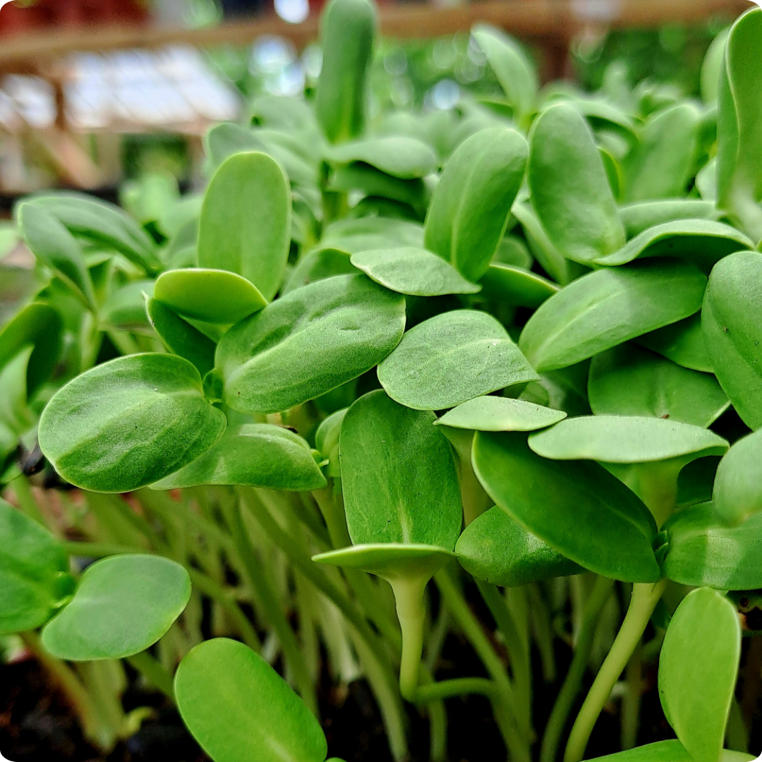 Sunflower Microgreens