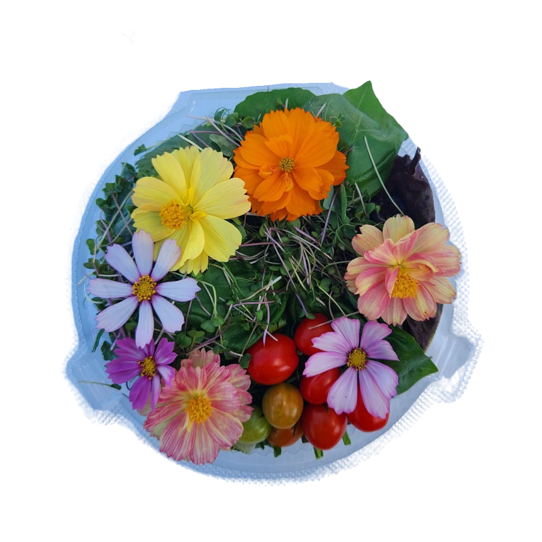 Salad Blend