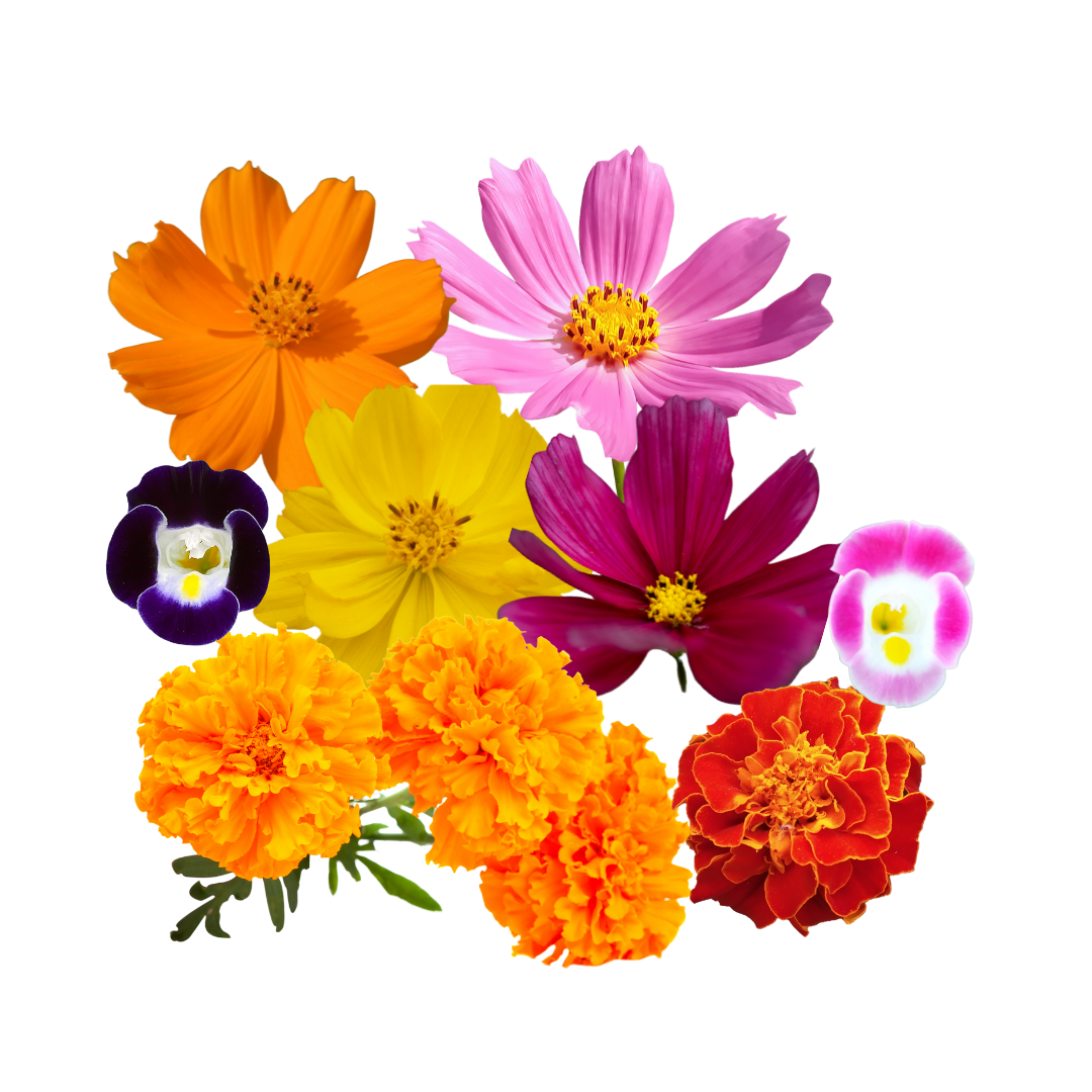 Edible Flowers