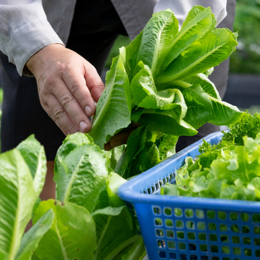 Leafy Greens