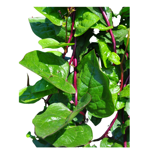 Alugbati 250g