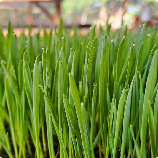 Barley Microgreens