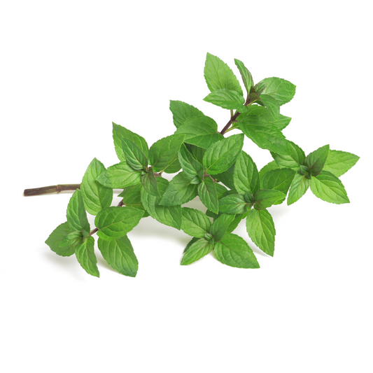 Choco Mint 30g