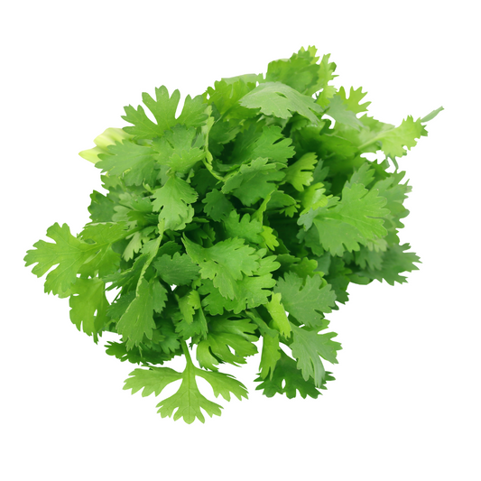 Cilantro 30g