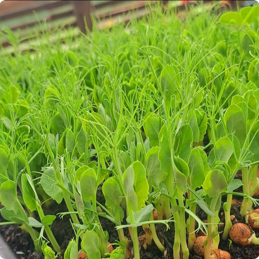 Dun Pea Microgreens