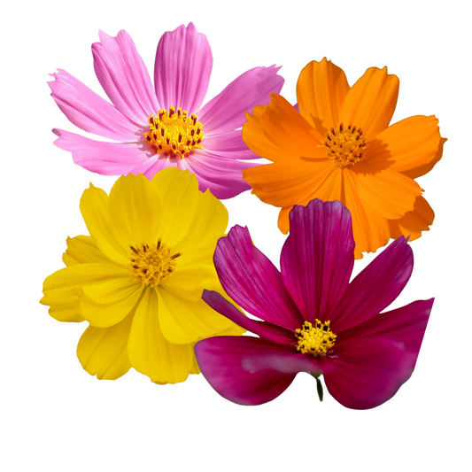 Edible flowers - Cosmos 50g