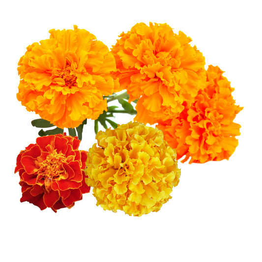 Edible flowers - Marigold 50g