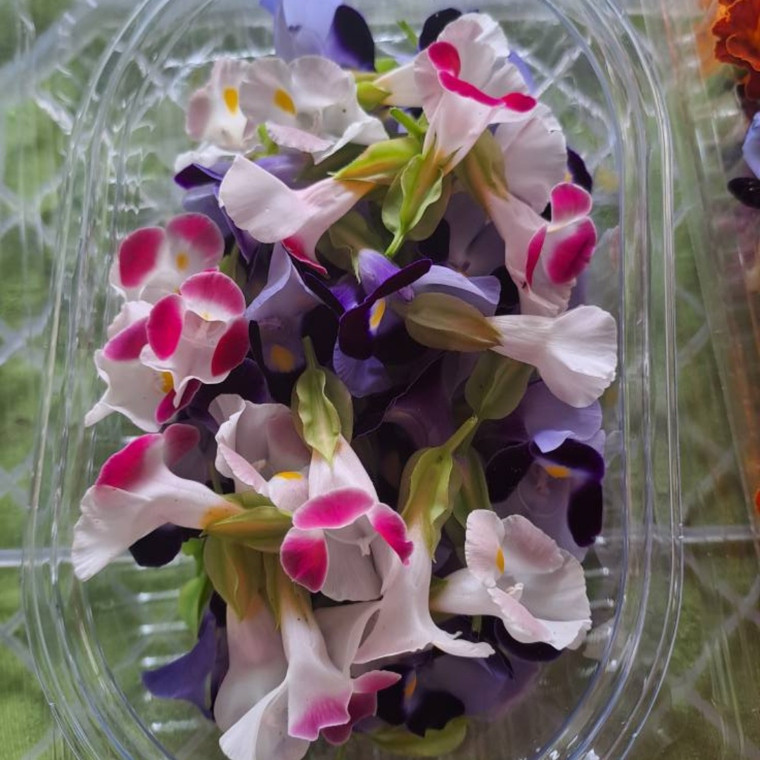Edible flowers - Torenia/Little Kiss 50g