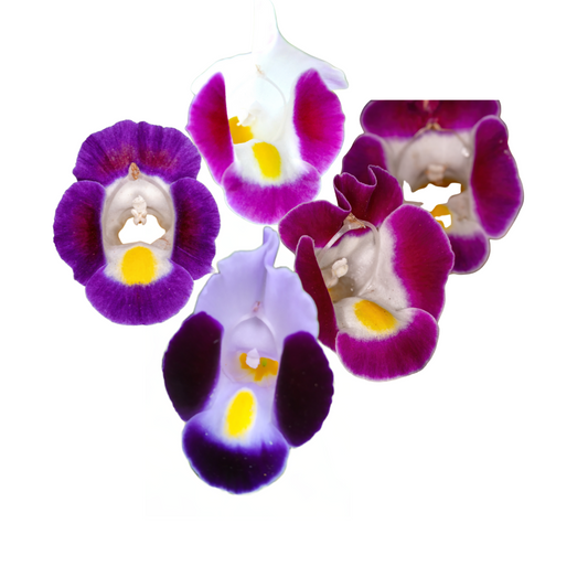 Edible flowers - Torenia/Little Kiss 50g