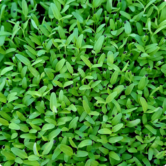 Green Amaranth Microgreens