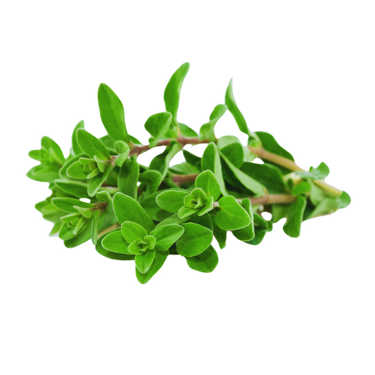 Italian Oregano 30g