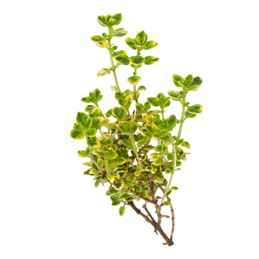 Lemon Thyme 30g