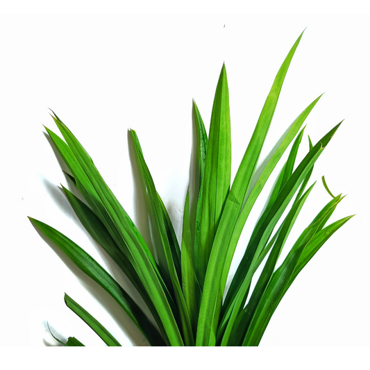 Pandan Leaves 30g