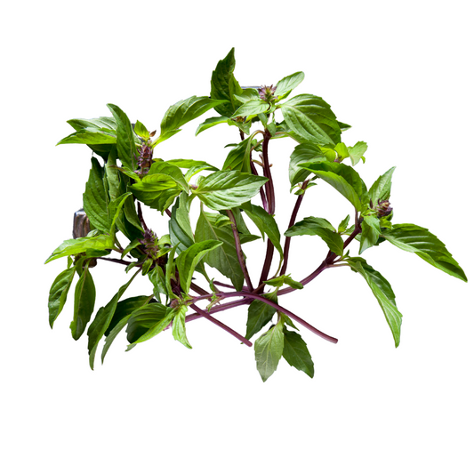 Thai Basil 30g