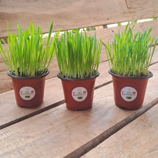 Pet Grass