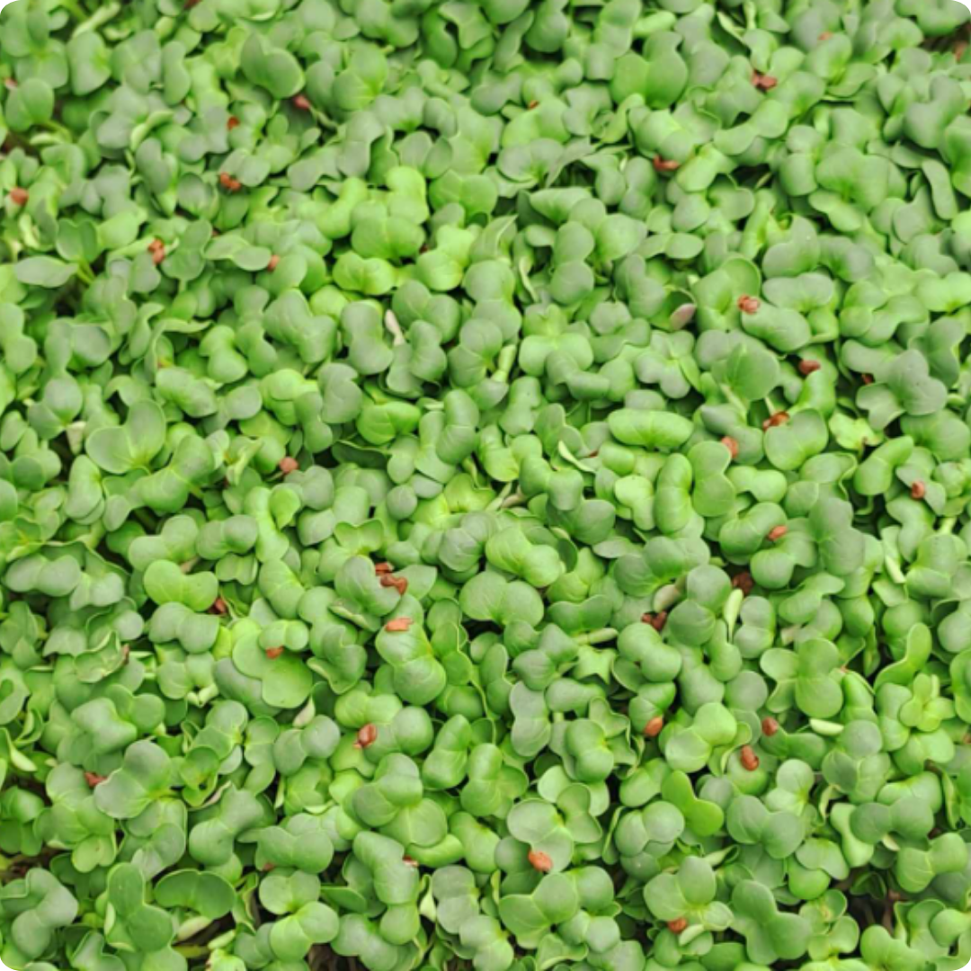 Radish Kaiware Microgreens