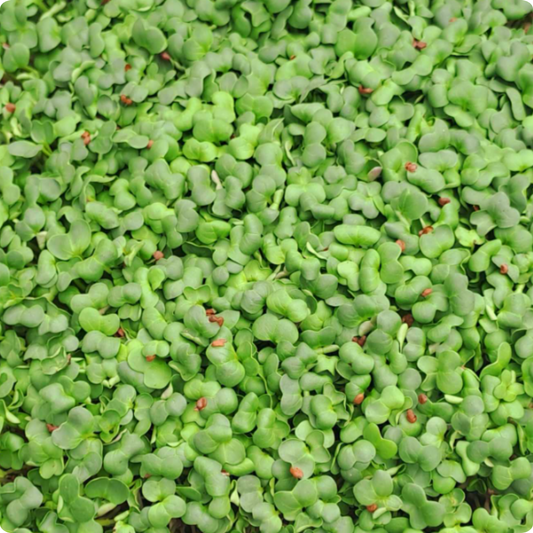 Radish Kaiware Microgreens