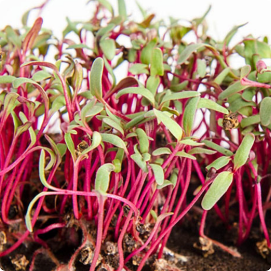 Red Beet Microgreens