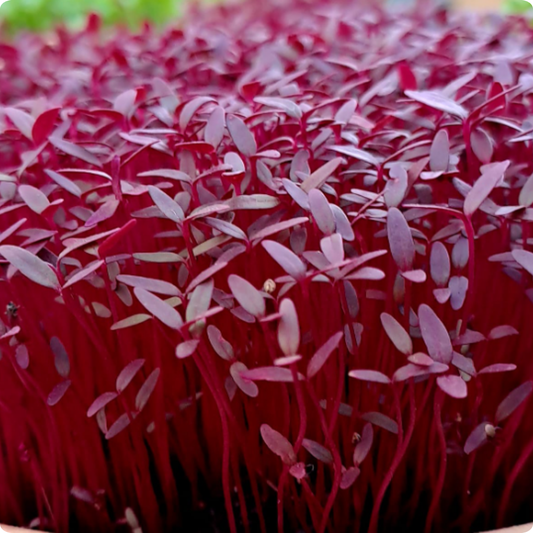 Red Garnet Amaranth Microgreens