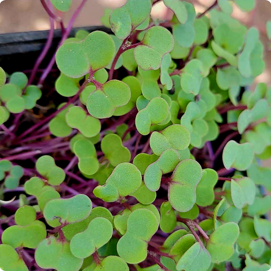 Red Russian Kale Microgreens