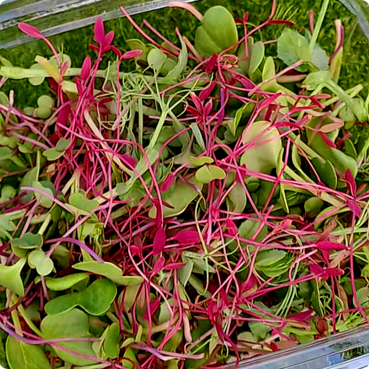 Salad Mix Microgreens
