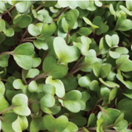 Tuscan Kale Microgreens