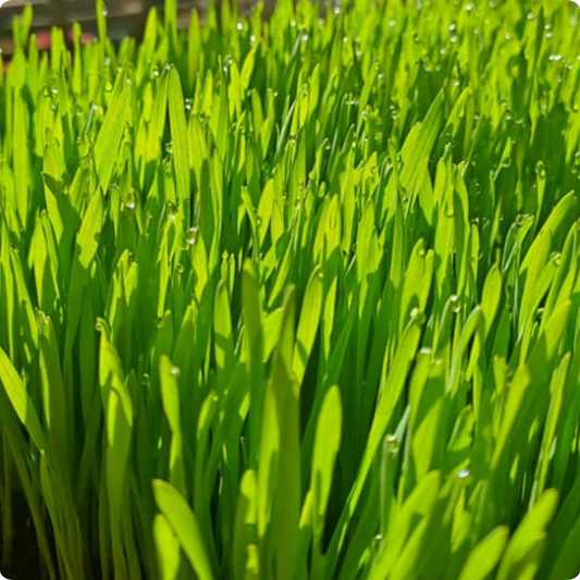 Wheatgrass Microgreens
