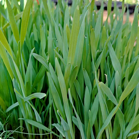 Whole Oats Microgreens