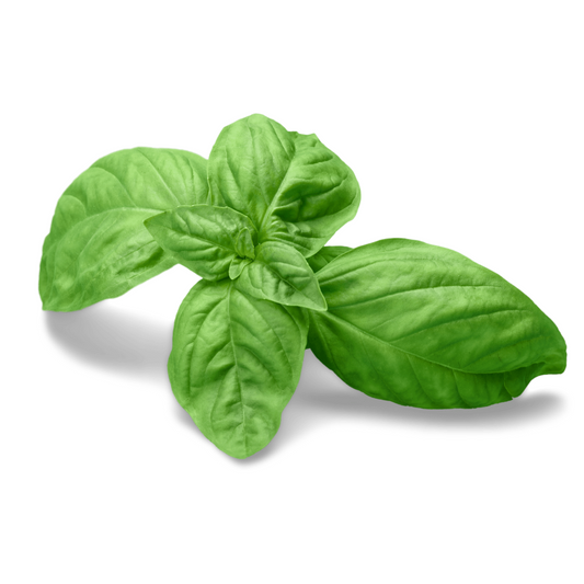 Sweet Basil 30g